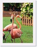 Flamingos (10) * 576 x 768 * (88KB)
